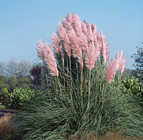  Rózsaszín pampafű - Cortaderia selloana 'Rosea'