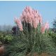  Rózsaszín pampafű - Cortaderia selloana 'Rosea'