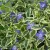 Tarka levelű meténg - Vinca major 'Variegata'