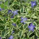 Tarka levelű meténg - Vinca major 'Variegata'