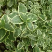 Tarka levelű meténg - Vinca major 'Variegata'