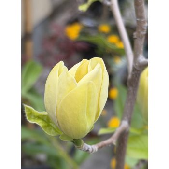   Magnolia 'Yellow Bird' - Magnólia K9 80/100 23900.0