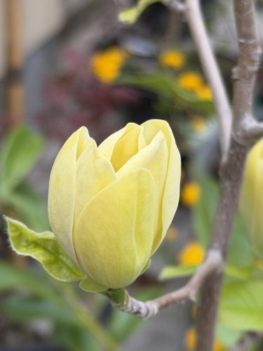Magnolia 'Yellow Bird' - Magnólia K9 80/100 23900.0