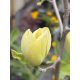 Magnolia 'Yellow Bird' - Magnólia K9 80/100 23900.0