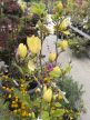 Magnolia 'Yellow Bird' - Magnólia K9 80/100 23900.0