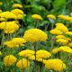 Jószagú cickafark - Achillea filipendulina 'Cloth of Gold'