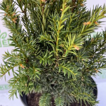Taxus x media 'Rising Star' - Tiszafa K5 40/60