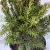 Taxus x media 'Rising Star' - Tiszafa K5 40/60