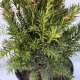 Taxus x media 'Rising Star' - Tiszafa K5 40/60