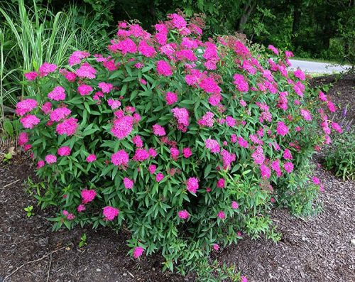 Japán gyöngyvessző - Spiraea japonica 'Neon Flash' 