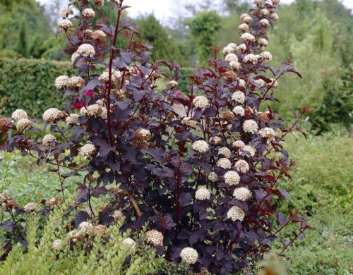 Bangitalevelű hólyagvessző - Physocarpus opulifolius ‘Diabolo’