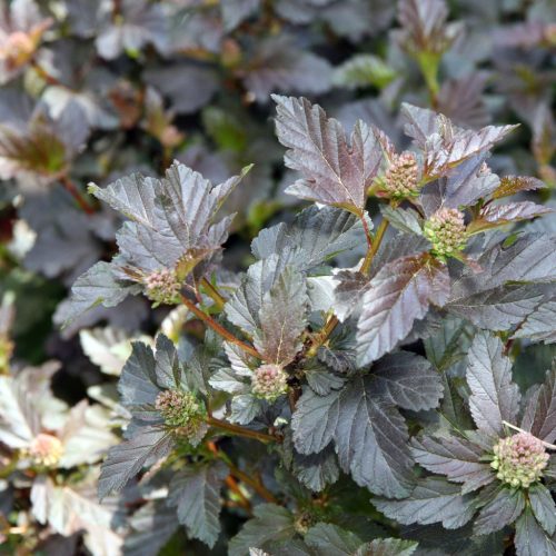 Bangitalevelű hólyagvessző - Physocarpus opulifolius ‘Diabolo’