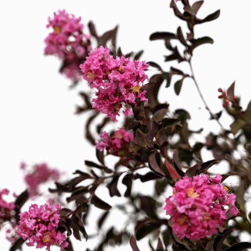 Kínai selyemmirtusz - Lagerstroemia indica 'Shell Pink'