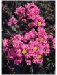 Kínai selyemmirtusz - Lagerstroemia indica 'Shell Pink'