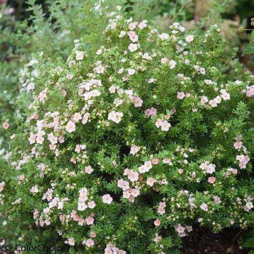 Cserjés pimpó - Potentilla fruticosa 'Pink Paradise'