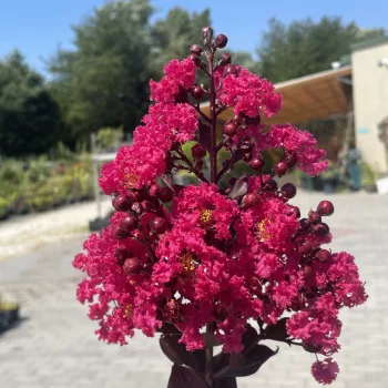 Lagerstroemia indica - Kínai selyemmirtusz törzses