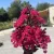 Lagerstroemia indica - Kínai selyemmirtusz törzses