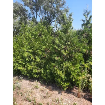 Thuja occidentalis 'Brabant' Fl. 200+