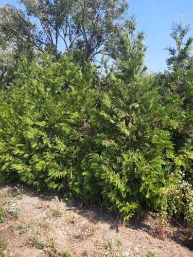 Thuja occidentalis 'Brabant' Fl. 200+