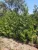 Thuja occidentalis 'Brabant' Fl. 200+