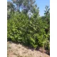 Thuja occidentalis 'Brabant' Fl. 200+