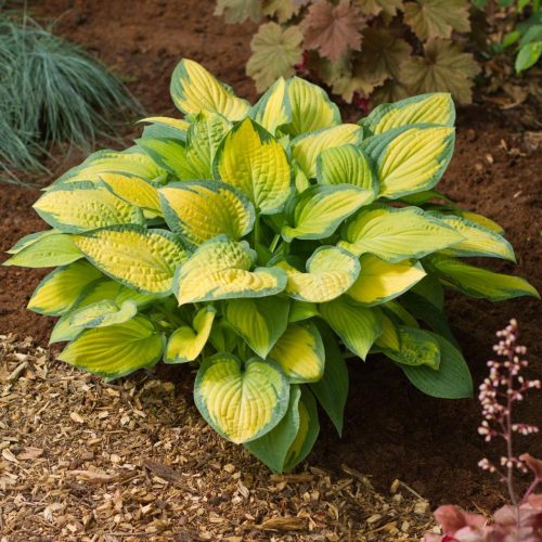 Árnyékliliom - Hosta 'Paul's Glory'