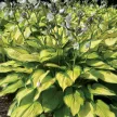 Árnyékliliom - Hosta 'Paul's Glory'
