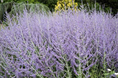 Sudárzsálya - Perovskia atriplicifolia