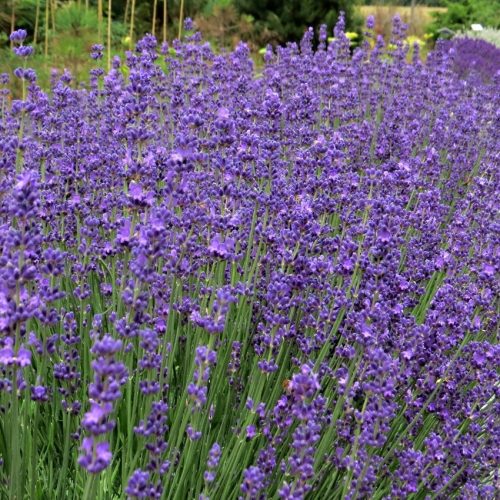 Levendula - Lavandula angustifolia 'Beate'