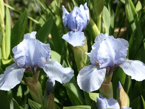 Apró nőszirom - Iris pumila 'Blue Denim'