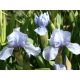 Apró nőszirom - Iris pumila 'Blue Denim'