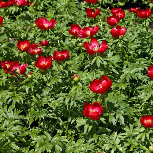 Bizánci bazsarózsa - Paeonia peregrina 'Otto Froebel'