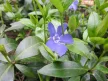Kis télizöld meténg - Vinca minor