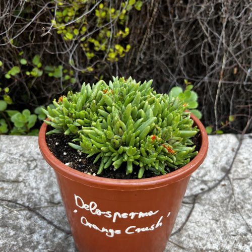 Délvirág - Delosperma cooperi 'Orange Crush'