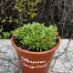 Délvirág - Delosperma cooperi 'Orange Crush'