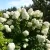 Bugás hortenzia - Hydrangea paniculata 'Hercules' K3