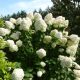 Bugás hortenzia - Hydrangea paniculata 'Hercules'