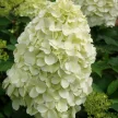 Bugás hortenzia - Hydrangea paniculata 'Hercules' K3