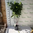 Bugás hortenzia - Hydrangea paniculata 'Hercules' K3