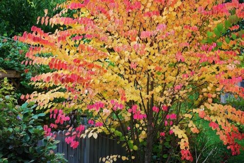 Kacsurafa - Cercidiphyllum japonicum 