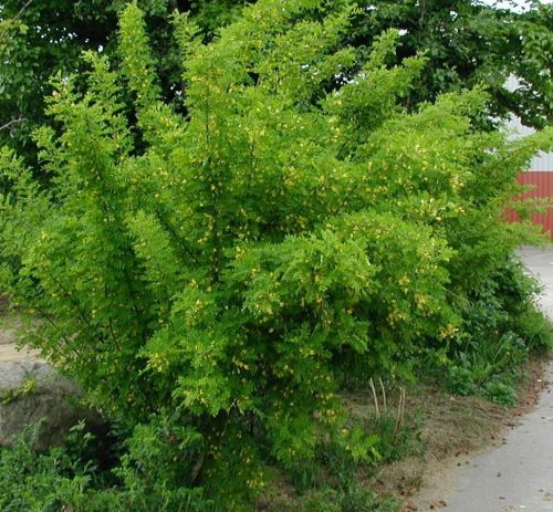 Borsófa - Caragana arborescens