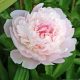 Lágyszárú bazsarózsa - Paeonia lactiflora ‘Pecher’ 