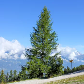 Vörösfenyő - Larix decidua