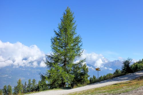 Vörösfenyő - Larix decidua