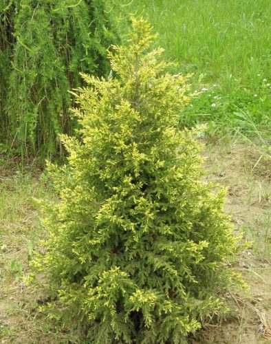 Kínai boróka - Juniperus chinensis 'Eldorado'