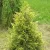 Kínai boróka - Juniperus chinensis 'Eldorado'