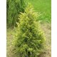 Kínai boróka - Juniperus chinensis 'Eldorado'