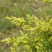 Kínai boróka - Juniperus chinensis 'Eldorado'
