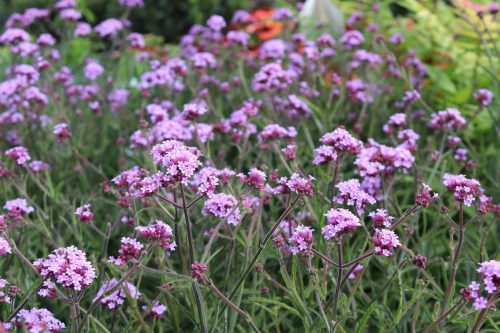 Ernyős verbéna - Verbena bonariensis 'Lollipop'