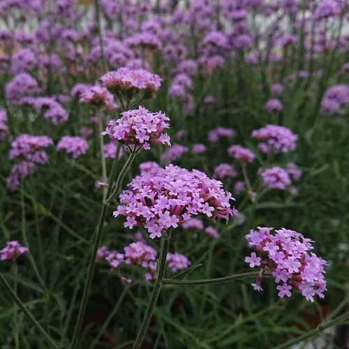 Ernyős verbéna - Verbena bonariensis 'Lollipop'